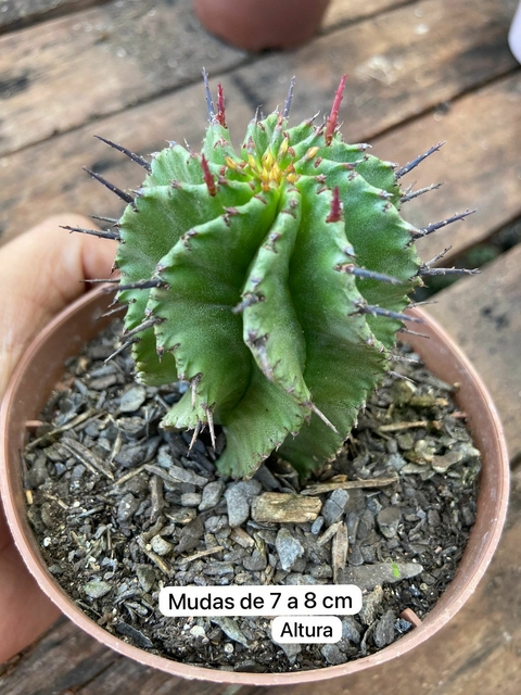 Euphorbia Polygona vaso tamanho 11 -