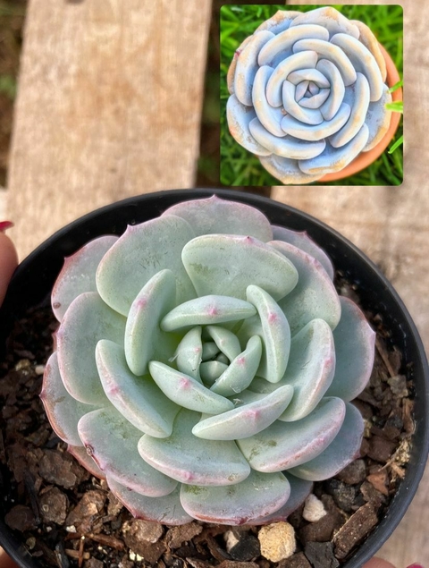 Echeveria Moondust vaso tamanho 9 -