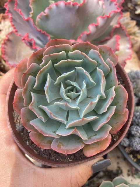 Echeveria Blue Rufles vaso tamanho 11 - comprar online