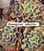 Echeveria DOROTHY vaso tamanho 11 - comprar online