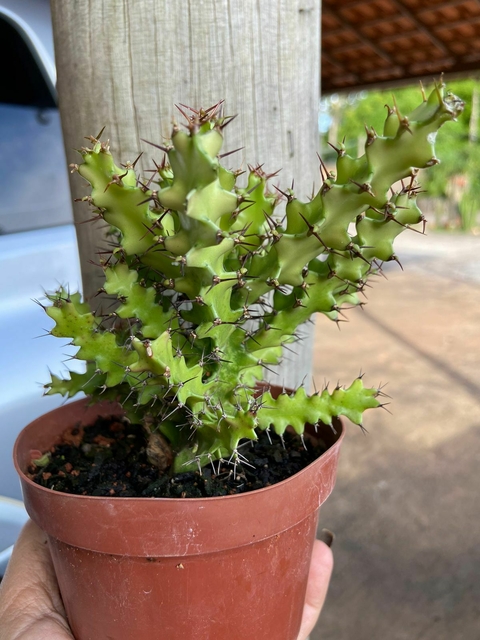 Euphorbia wakefieldii vaso tamanho 11 -