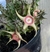 Huernia verekerii 3 a 5 hastes