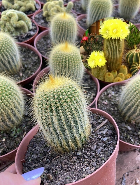 Parodia leninghausii vaso tamanho 11 - comprar online