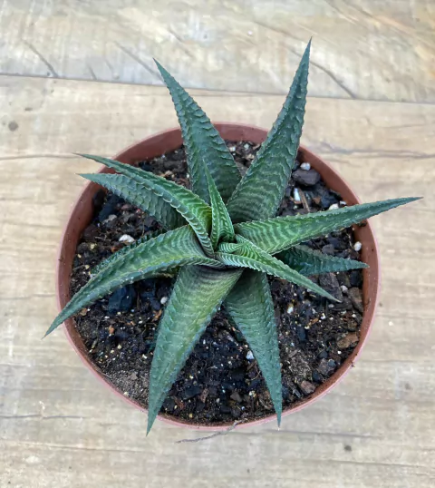 Haworthia Limifolia pote tamanho 11