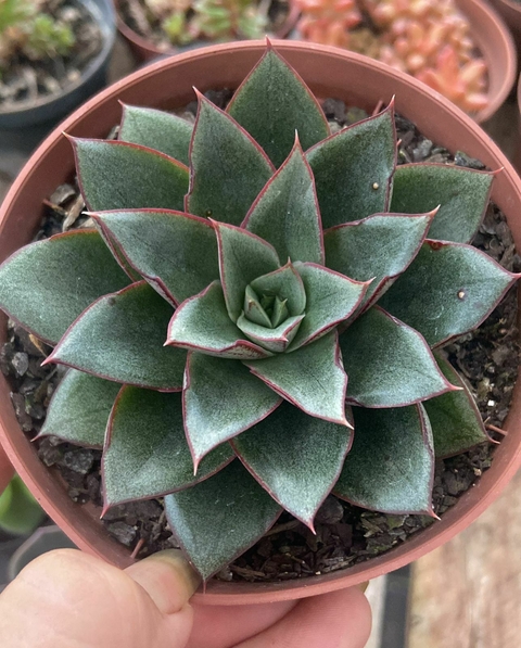 Echeveria Monocerotis Vaso tamanho 11