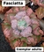 Echeveria Fasciatta pote tamanho 11 - - comprar online
