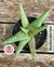 Aloe Grandidentada pote tamanho 11