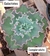 Echeveria gibbiflora Galactotes vaso tamanho 11 - comprar online