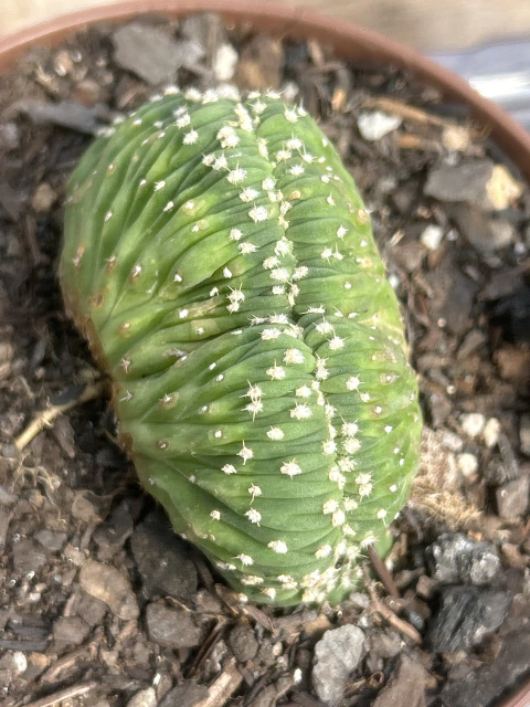 ECHINOPSIS SUBDENUDATA CRISTATA n 6 vaso tamanho 11 -