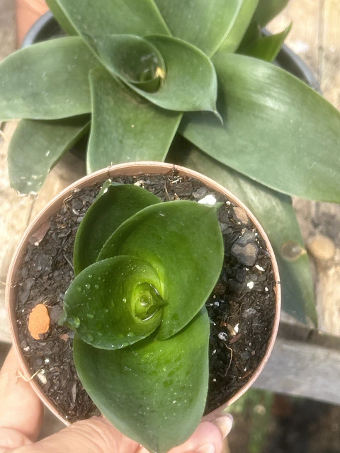 Sansevieria Hahnii Jade Star Vaso 11