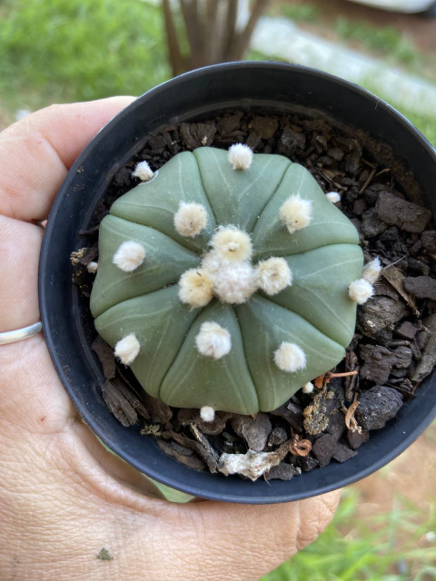 Astrophytum asterias nudum cv. 'Ooibo' UNICO vaso tamanho 9 ccv - comprar online