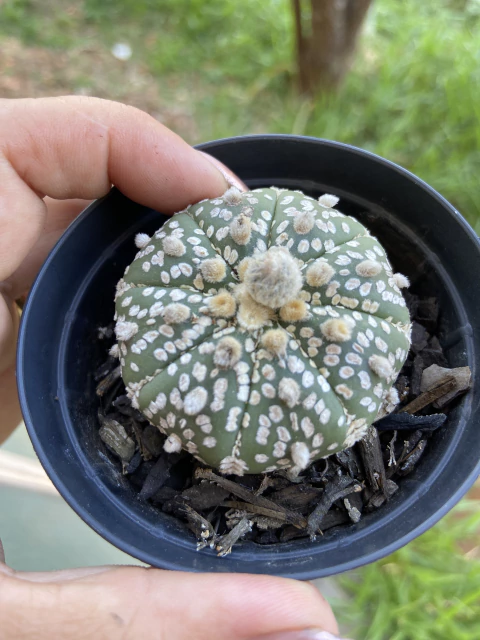 Astrophytum asterias 'Super Kabuto tamanho 9 - comprar online