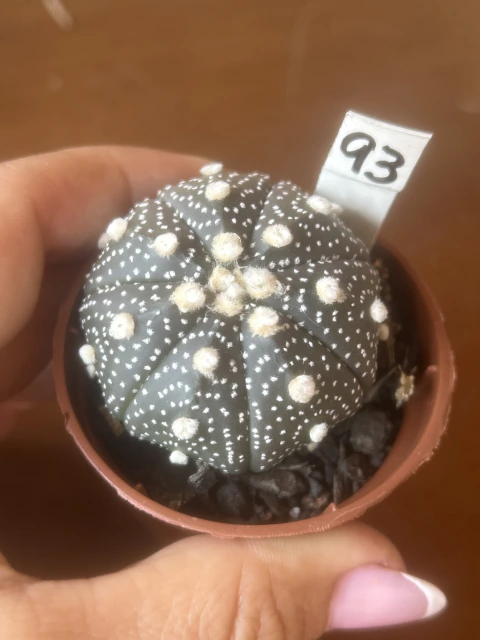 Astrophytum asterias 'Purple' Vaso tamanho 6 -Cod 93