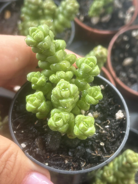 Crassula 'Marchandii' Potinho tamanho 6