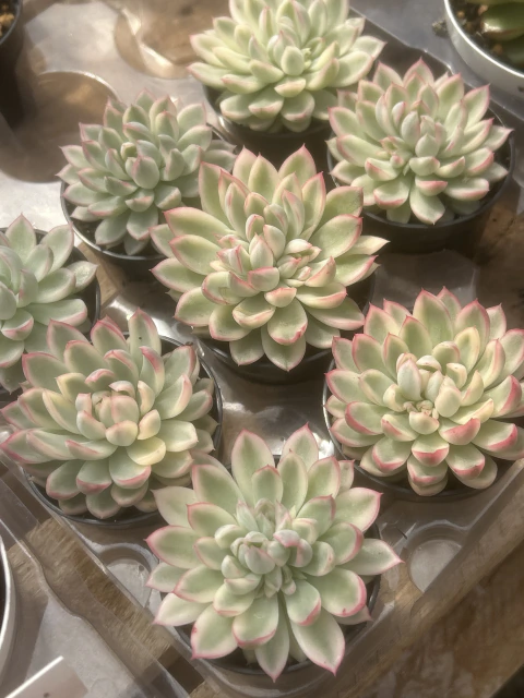 mebina variegata Vaso tamanho 6