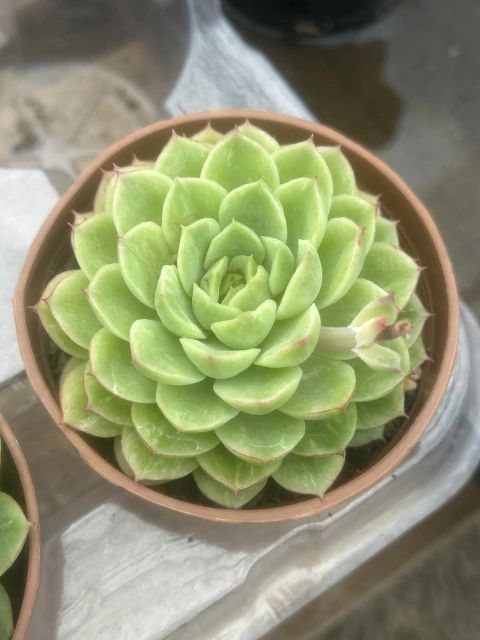 Echeveria 'Lime n' Chile' vaso tamanho 9