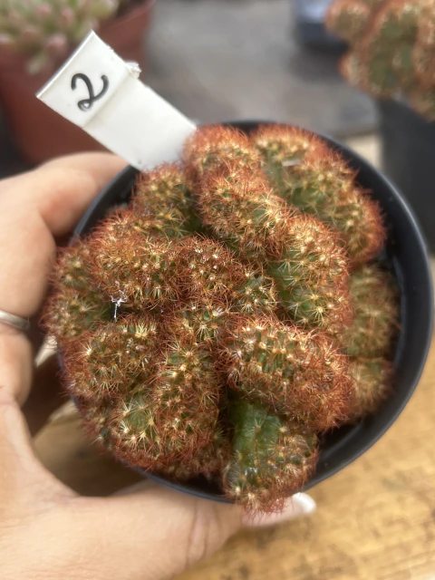 Mammilaria Elongata Rubra Cristata n 2 unica pote 11 cérebro vermelho