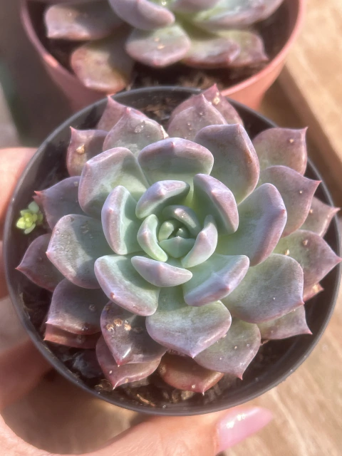 Echeveria Belle vaso tamanho 9