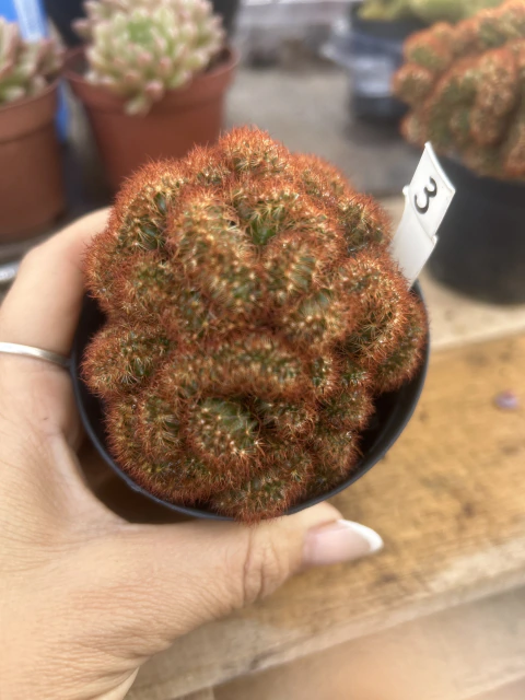 Mammilaria Elongata Rubra Cristata n 3 unica pote 11 cérebro vermelho
