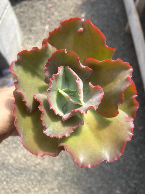Fasciata pote tamanho 13 cod 131