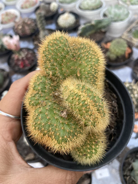 Cleistocactus Winteri Cristata UNICO rabo gato cristata - comprar online