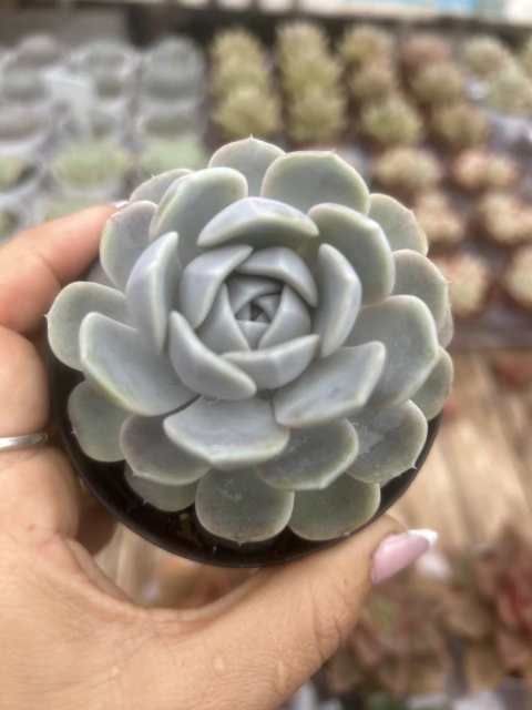 Echeveria 'Tiny Burger' pote tamanho 9 promoção