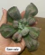Linguas Decaptada PROMOÇÃO ( planta decaptada é planta sem raizes ) - comprar online