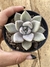 Echeveria Beverley Vaso tamanho 9 Promoção - comprar online