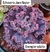 Echeveria Gibb. Jane Naylor pote tamanho 11 - Suculentaria da Cris