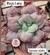 Echeveria Gibb. Magic Lamp vaso tamanho 11 - - comprar online