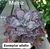 Echeveria Nessie Dorma vaso tamanho 11 na internet
