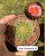 Notocactus horstii pote tamanho 9 - comprar online