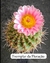 Notocactus roseoluteus vaso tamanho 9 na internet