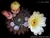 Notocactus mammulosus vaso tamanho 9 - Suculentaria da Cris