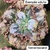 Echeveria gibb. Tomorrowland vaso tamanho 11 - comprar online