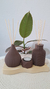 Difusor• Florerito - tienda online