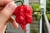 fruto de Pimenta 7pot Primo Red Chilli Brothers