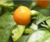 fruto de Bode Yellow Chilli Brothers