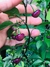 frutos de Pimenta Bode Roxa Chilli Brothers