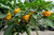 frutos de Pimenta Jamaican Yellow 