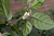 flor de carolina reaper