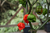 frutos de Pimenta Carolina Reaper - PIMENTA MAIS FORTE DO MUNDO