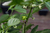 Fruto carolina reaper