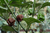 planta de carolina reaper chocolate