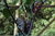 Yaki Blue faw frutos