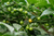 frutos de Pimenta Aji Charapita