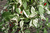 Folhagem de Pimenta RH Lilac