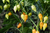 Colt yellow frutos