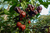 frutos de  sementes de Pimenta Orion
