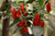 frutos de pimenta Bhut Jolokia Chilli Brothers